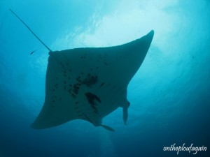 70 - Raie Manta (Manta Sandy - Arborek - Raja Ampat)