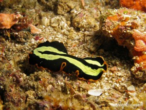70 b - Pseudobiceros dimidiatus (Mike's Point - Raja Ampat)