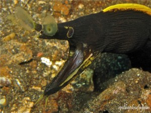 71 - Murène ruban juvénile (Hair Ball I - Lembeh)