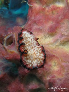 71 - Pseudobiceros cf.fulgar (Farundi Islands - Raja Ampat)