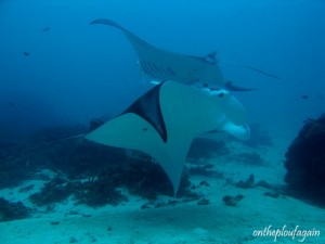 71 - Raies Manta (Manta Sandy - Arborek - Raja Ampat)