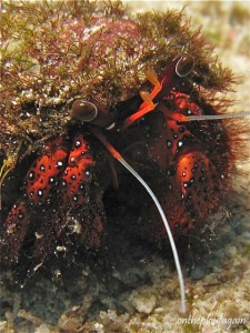 72 a - Bernard L hermite (Chicken Reef - Raja Ampat)