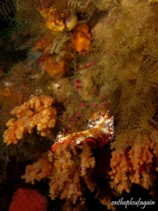 72 a - Ver plat Pseudobiceros bedfordi (Citrus Ridge - Waeggo - Raja Ampat)