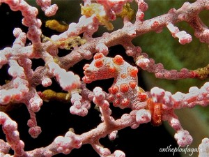 72 b - Hippocampe pygmée Bargibenti (Magic Blue - Raja Ampat)