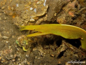 73 - Murène ruban femelle (Kuda Laut - Lembeh)