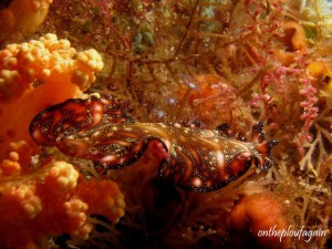 73 - Pseudobiceros bedfordi (Citrus Ridge - Waeggo - Raja Ampat)