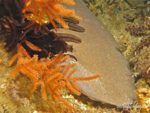 73 - Requin pointe blanche de lagon (Mioskon - Raja Ampat)