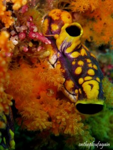 74 - Ascidie tache d'encre (Pt Frère de l'Ouest - Pelée Island - Raja Ampat)