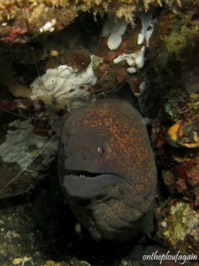 74 - Murène de java (Jahir - Lembeh)