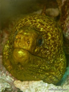 75 - Murène à liseré jaune (Pulau Dua - Lembeh)