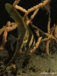 76 - Platax zebra (Kuda Laut - Lembeh)