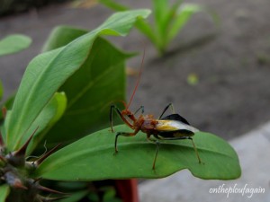 77 - Insecte (Mansuar Island - Raja Ampat)