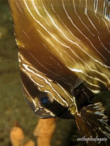 77 - Platax zebra (Kuda Laut - Lembeh)