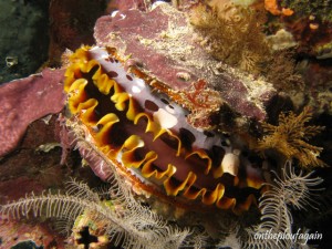 77 - Huitre à charnières (Sardines Reef - Mioskon - Raja Ampat)