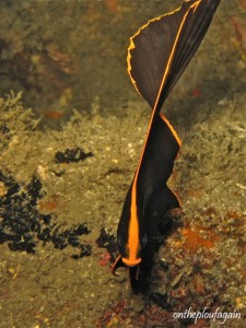 78 - Platax ombré juvénil (Nudi Retreat - Détroit de Lembeh)