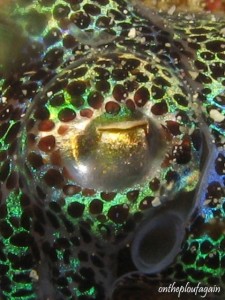 78 - Oeil de Seiche Bobtailo (Mioskon - Raja Ampat)