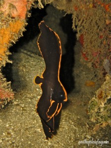 79 - Platax ombré juvénil (Nudi Retreat - Détroit de Lembeh)