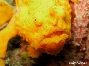 80 - Poisson crapaud verruqueux (Pulau Serena - Détroit de Lembeh)