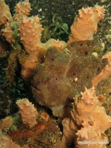 81 - Poisson crapaud géant (Kuda Laut - Détroit de Lembeh)
