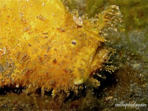 82 - Poisson crapaud chevelu (Hair Ball I - Lembeh)