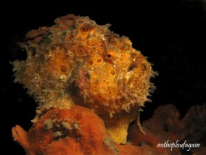 83 - Poisson crapaud (Jahir - Détroit de Lembeh)