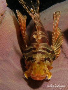 84 - Rascasse zebra (Tiki I - Détroit de Lembeh)