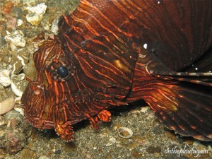 85 - Rascasse miles (Pante Parigi - Lembeh)