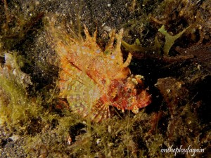 87 - Rascasse naine (Hair Ball I - Lembeh)