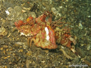 89 - Rascasse ennemie (Palau Serena - Détroit de Lembeh)