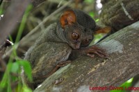 91 a - Tarsier (photo Lembeh Divers Lodge)