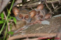 91 b - Tarsier (photo Lembeh Divers Lodge)