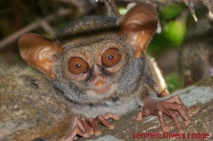 91 c - Tarsier (photo Lembeh Divers Lodge)