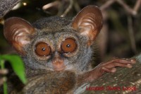 91 d - Tarsier (photo Lembeh Divers Lodge)