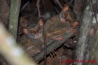 91 e - Tarsier (photo Lembeh Divers Lodge)