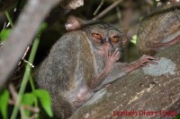 91 f - Tarsier (photo Lembeh Divers Lodge)