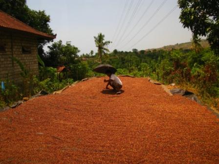 Clous de girofle au séchage (Bali)