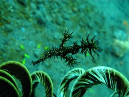 Gost Pipe Fish (max 4/5 cm) - Tulamben ( Bali)