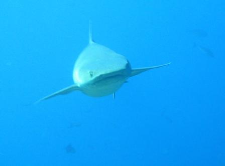 Requin pointe blanche sur Gili Islands