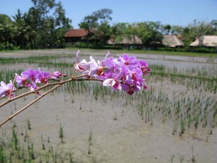 Orchidée sur fond de rizière