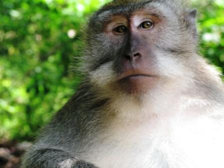 Dans la forêt aux singes (Ubud - Bali)