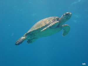 Tortue dans le bleu (Playa del Carmen - Mexique)