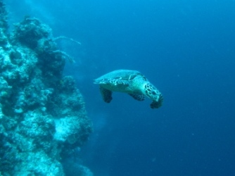 Tortue dans le bleu (Taka Bonerate)