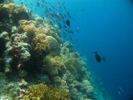 Vue sous-marine - Wakatobi