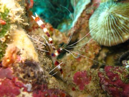 Crevettes Boxer - Wakatobi