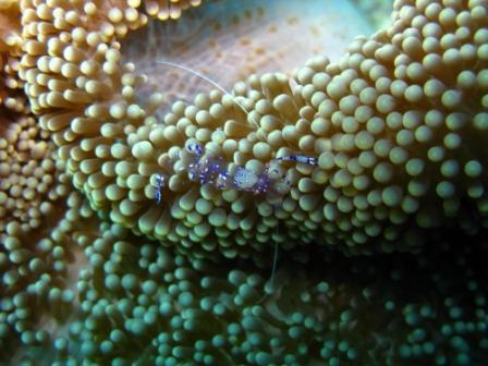 Crevettes Pederson (Wakatobi)