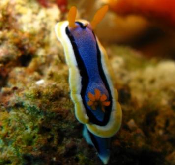 Nudibranche (Wakatobi)