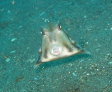 Poisson vache (port de Ambon)