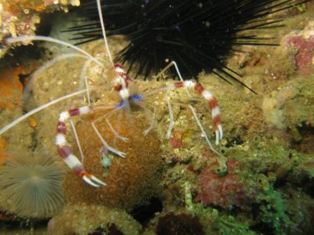 Crevettes Boxer (port de Ambon - Molluques)