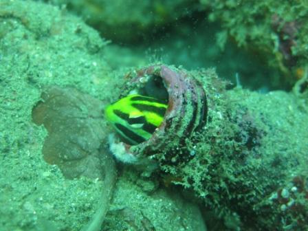 Gobie dans sa bouteille (port de Ambon - Molluques)