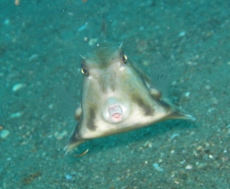 Poisson vache (port de Ambon - Molluques)